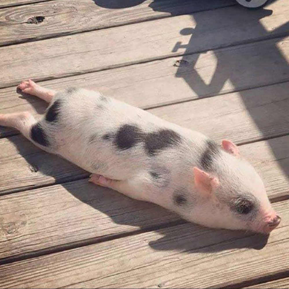 Meet your Posher, Ingrid